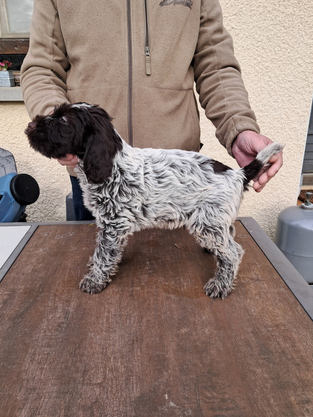 Du Marais De La Borne - Chiots disponibles - Griffon d'arrêt à poil dur Korthals